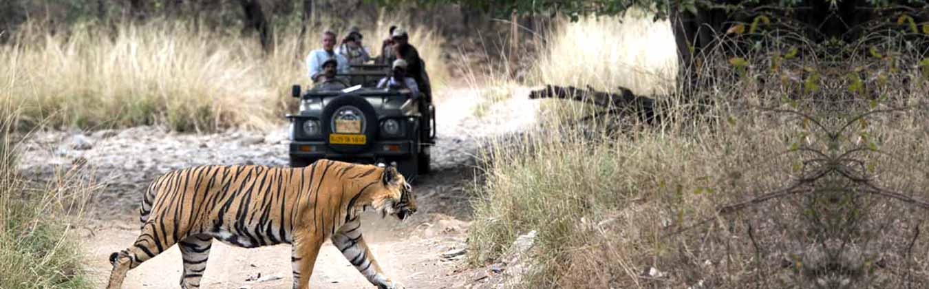 corbett wildlife safari